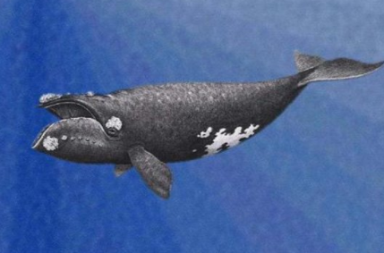 鲸是国家保护动物吗