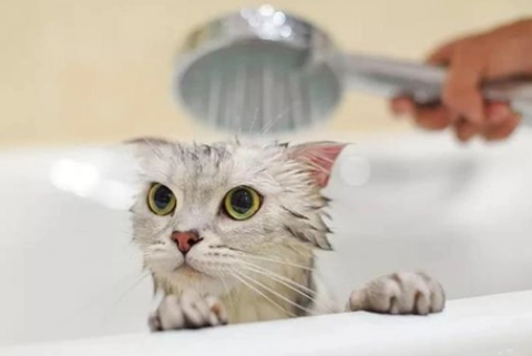猫咪洗澡注意事项 猫咪洗澡注意事项