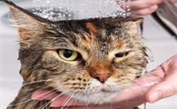 猫身上都是水会怎么样
