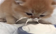 猫咪可以喝羊奶吗