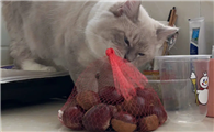 猫能吃板栗吗