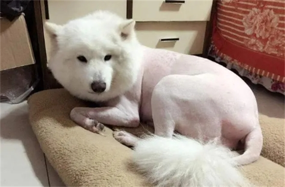 狗狗剃光毛要注意些什么 狗狗剃光毛要注意些什么