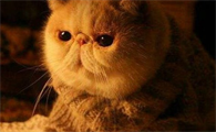 猫咪指甲黑色污垢还不让碰