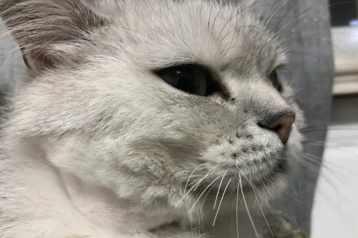 猫咪脂肪瘤怎么消除