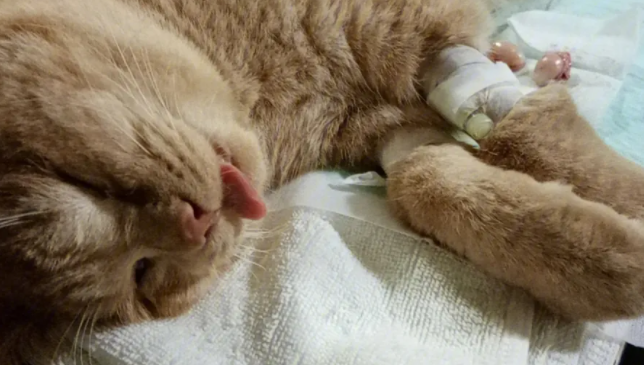 猫咪只有一个蛋蛋绝育花费 猫咪只有一个蛋蛋绝育花费