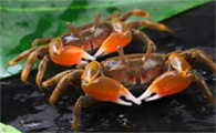 辣椒蟹可以淡水养吗