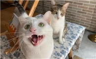 猫咪为什么一直叫唤?猫咪一直叫唤的原因有哪些?