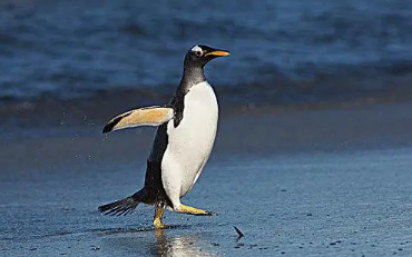 企鹅的尾巴有什么作用