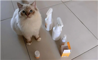 猫咪舔了75度酒精会死吗