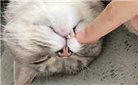 猫咪每分钟38次呼吸正常吗