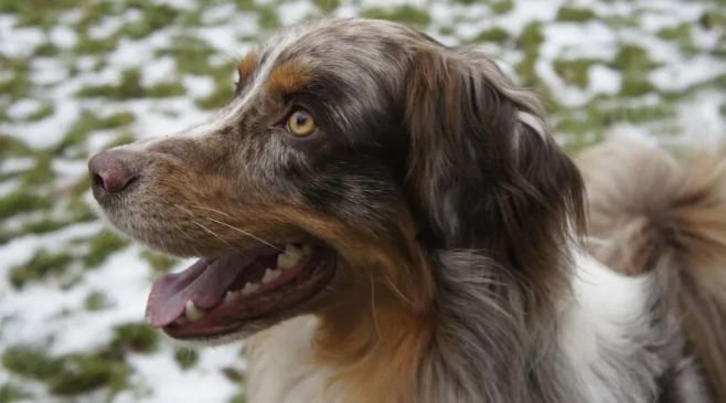 哪些小型犬便宜又好养？十大便宜又好养的小型犬