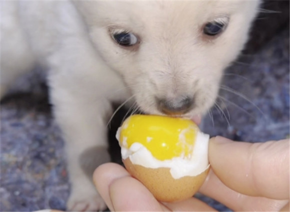 狗狗吃生鸡蛋好不好 狗狗吃生鸡蛋好不好
