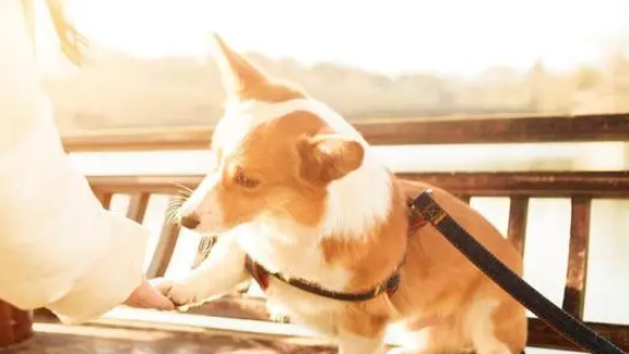 狗狗喘气呼哧呼哧的怎么回事 狗狗喘气呼哧呼哧的怎么回事