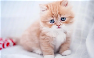 猫是最像婴儿的动物