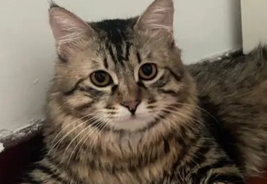 猫尿味怎么去除