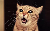 猫咪叫个不停怎么办