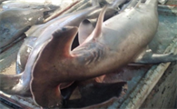 中国允许食用的鲨鱼