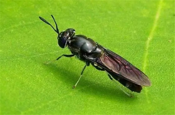 黑水虻饲养技术