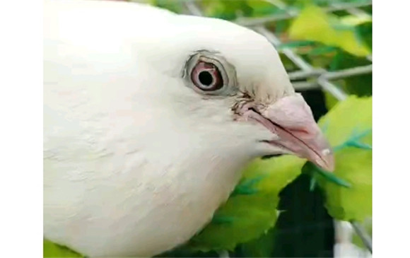 白色信鸽有哪些血统