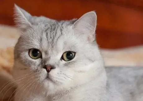 把养的猫送走会破财吗 把养的猫送走会破财吗