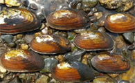 河蚌的功效与作用及食用方法
