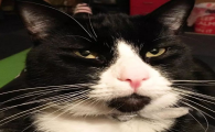猫咪下巴有黑色渣子