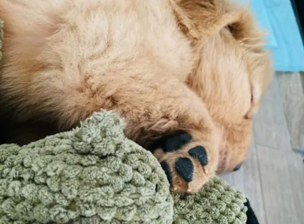 狗狗上吐下泻能自愈吗