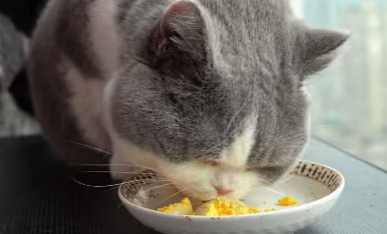 猫咪一周可以吃几个蛋黄