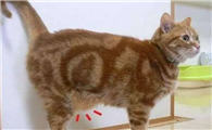猫咪原始袋