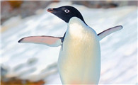 巴布亚企鹅多少钱一只