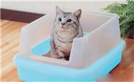 猫排不出尿如何治疗