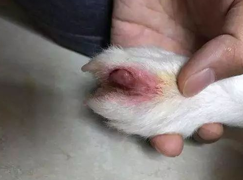 狗狗脚趾发炎红肿图片 狗狗脚趾发炎红肿图片