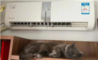 猫咪能吹空调吗