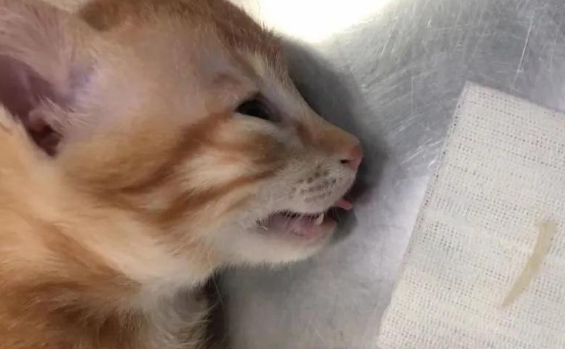 猫咪误食异物 猫咪误食异物