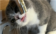 猫咪可以喝自来水吗