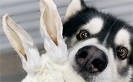 狗狗吃风干带毛兔耳朵