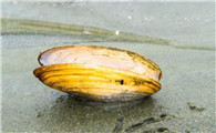河蚌营养价值及功效与作用