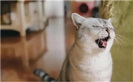 猫咪一分钟呼吸多少次算正常