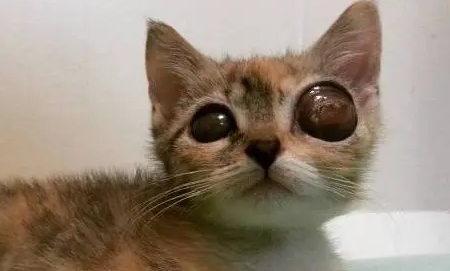 猫咪眼球突出能自愈吗