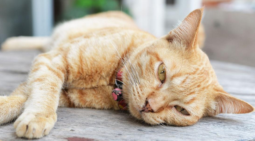 猫咪体温下降不吃不喝怎么办