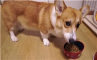 我家柯基犬为何总是吃不饱?