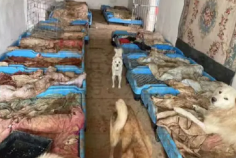 湖南某流浪狗基地假救助,辛苦救的狗,第二天就死去掩埋 湖南某流浪狗基地假救助,辛苦救的狗,第二天就死去掩埋