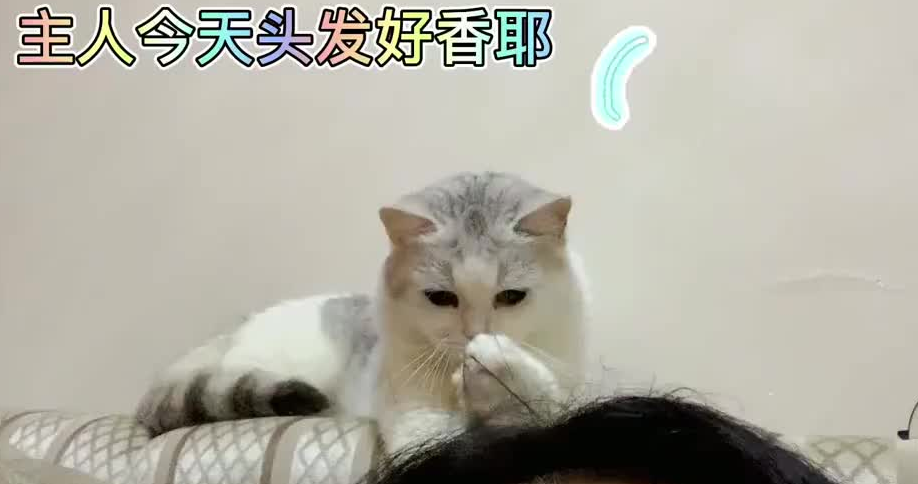 猫咪为什么在头发上踩奶