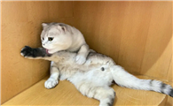 猫是什么人转世