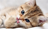 猫咪尿闭吃什么药效果好
