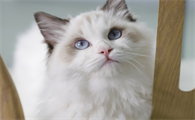 猫咪吐了黄水怎么回事
