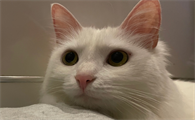 猫咪可以放车里过夜吗