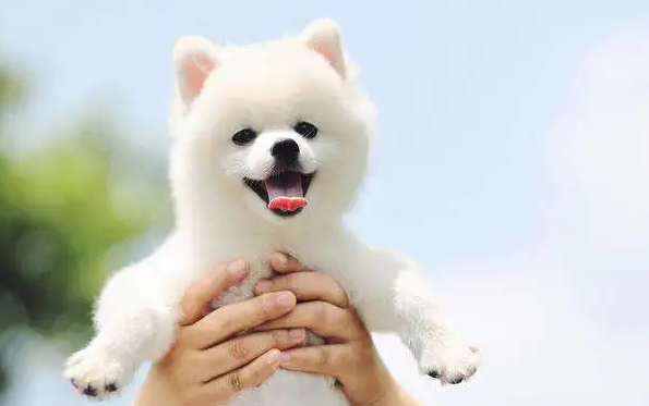狗狗不小心舔了农药怎么办 狗狗不小心舔了农药怎么办
