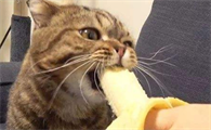 猫咪可以吃香蕉吗