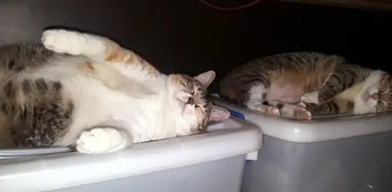 猫咪在主人办公桌上睡觉,还睡得打呼噜,主人:这还怎么工作 猫咪在主人办公桌上睡觉,还睡得打呼噜,主人:这还怎么工作